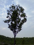 Tree Tree