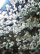 IWAKIRI2005-04-08 IWAKIRI2005-04-08