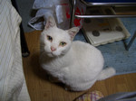 大家さんトコのシロちゃんです 大家さんトコのシロちゃんです