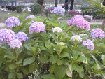 Kei_92007-06-21 Kei_92007-06-21