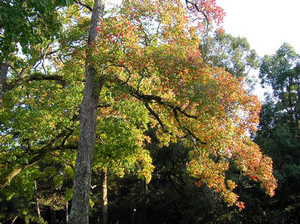 Kimono2005-10-28 Kimono2005-10-28