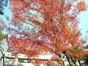 Kimono2007-12-08 Kimono2007-12-08