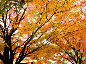 Kimono2009-11-23 Kimono2009-11-23