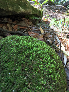 苔の産す岩 苔の産す岩