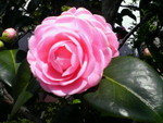 春ですね〜(^_^) 春ですね〜(^_^)