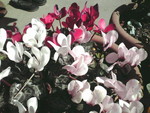 庭の花(^_^) 庭の花(^_^)