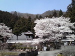 福田寺(石生)の桜 福田寺(石生)の桜