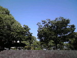 初夏の青空 初夏の青空