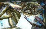NATROM2004-09-05 NATROM2004-09-05