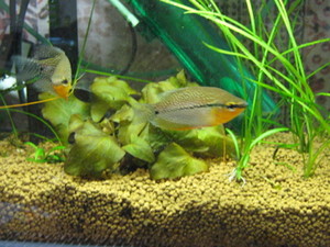 Okayo2008-01-30 Okayo2008-01-30
