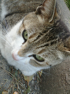 ねこー ねこー