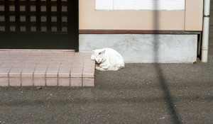 長崎写真もそろそろネタ切れだにゃー。 長崎写真もそろそろネタ切れだにゃー。