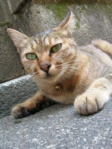 ÀéËÜÄ»µï¤ÎÇ ¤½¤Î£´¡¡ ´Ý¤¤¼ê ÀéËÜÄ»µï¤ÎÇ ¤½¤Î£´¡¡ ´Ý¤¤¼ê