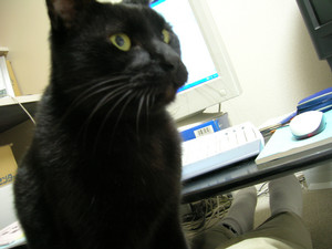 Cat on my lap Cat on my lap