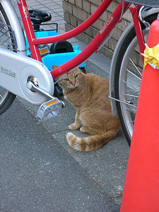 にゃーん。 にゃーん。
