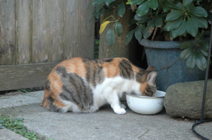 お食事中 お食事中