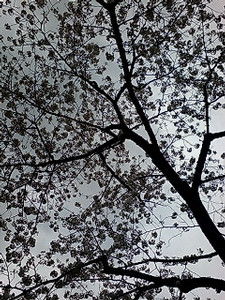 桜に似合わぬ曇天。 桜に似合わぬ曇天。