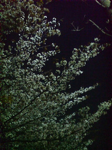 夜桜。 夜桜。