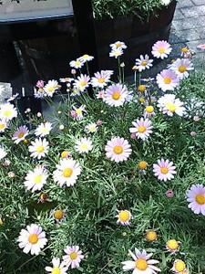 キク科植物の名は軍用の証 キク科植物の名は軍用の証