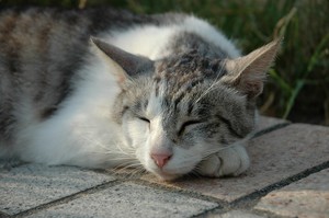 江ノ島は今日も猫。 江ノ島は今日も猫。