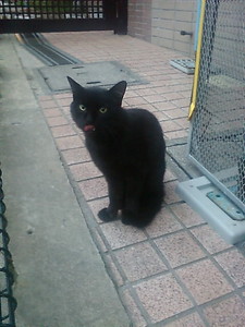 猫舌。 猫舌。
