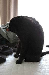 猫背。 猫背。