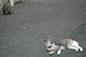 対角。 対角。