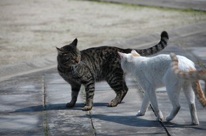 やんのかコラー!(CV又吉) やんのかコラー!(CV又吉)