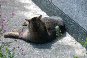 ふさふさ。 ふさふさ。