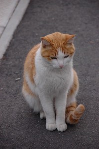 もふもふ三白眼 もふもふ三白眼