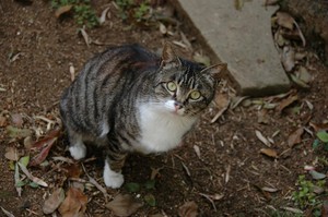 こっちみんな こっちみんな