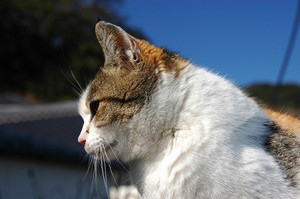 チェシャ猫に非ず チェシャ猫に非ず
