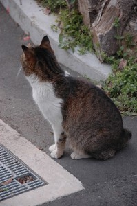 猫は背中。 猫は背中。