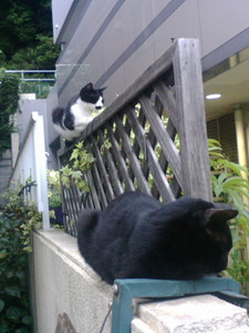 ねこはなかまをよんだ! ねこはなかまをよんだ!