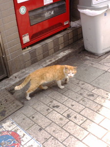 ねこのにくがおちている たべますか? ねこのにくがおちている たべますか?
