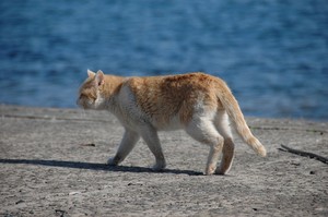 港猫。 港猫。