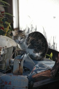 日陰の猫 日陰の猫