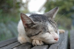こうなったら寝るしかない こうなったら寝るしかない