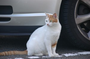 なんだとメガトロン なんだとメガトロン