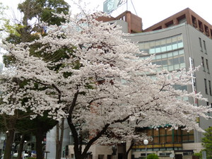 池袋西口の桜 池袋西口の桜