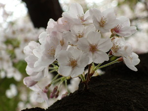 桜の木の下には 桜の木の下には