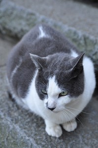 グレー グレー
