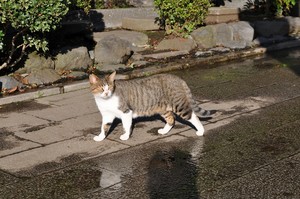 なんだとメガトロン なんだとメガトロン