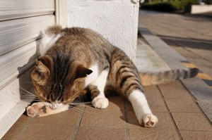 耳欠け 耳欠け
