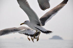 野鳥の襲撃 野鳥の襲撃