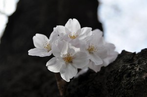 さくら さくら
