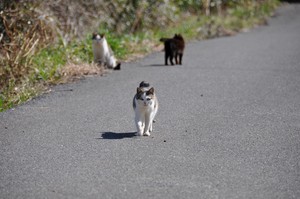 第一島猫発見 第一島猫発見