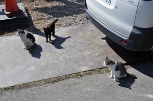 ねこは なかまをよんだ ねこは なかまをよんだ