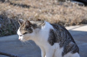 まだまだもっさもっさ まだまだもっさもっさ