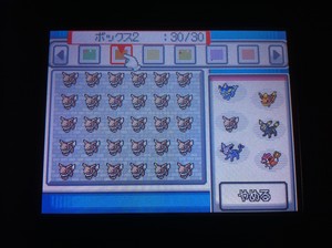 イーブイ×30 イーブイ×30